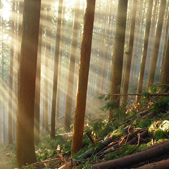 山の斜面に立つ木々の間から木漏れ日が差し込んでいる風景の写真