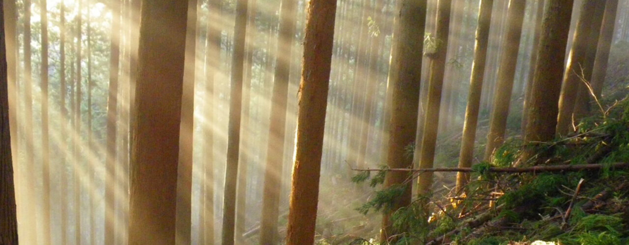 山の斜面に立つ木々の間から木漏れ日が差し込んでいる風景の写真