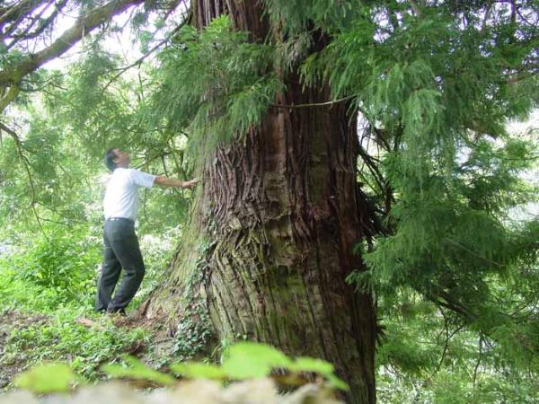 巨木とそれに手を当て見上げる人