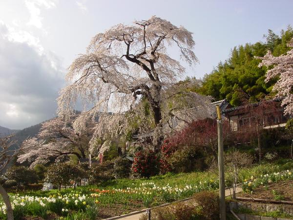 夕日に照らされるおおきな枝垂れ桜