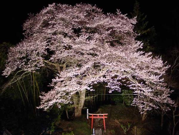 夜間に空撮で上からとらえた赤い鳥居と枝ぶりの良い大きな夜桜